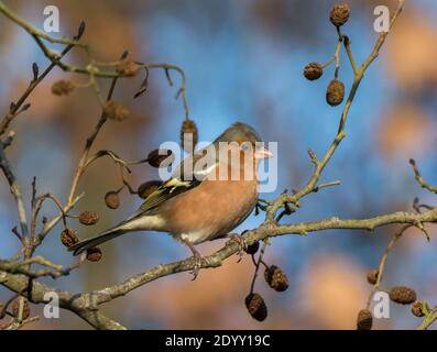 Buchfink auf Zweigstelle in Lynford Arboretum, Norfolk, England Stockfoto