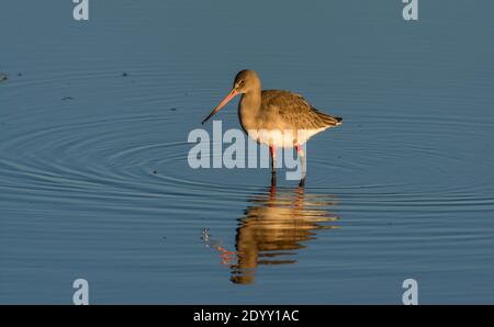 Colour Ringed Black-Tailed Godwit, RSPB Titchwell Marsh Nature Reserve, Norfolk, England Stockfoto