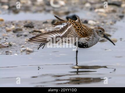 Dunlin Stretching Flügel am Strand, Delaware Bay, USA Stockfoto