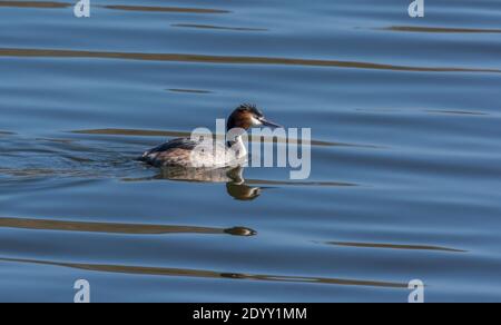 Great Crested Grebe Schwimmen, Attenborough Nature Reserve, Nottinghamshire Stockfoto