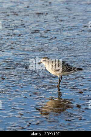 Grey Plover with Reflection, Standing in Water, RSPB Titchwell Marsh Nature Reserve, Norfolk, England Stockfoto