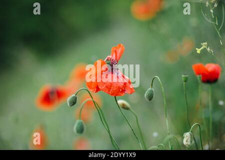 Schöne rote Mohnblumen im Grünen. Stockfoto