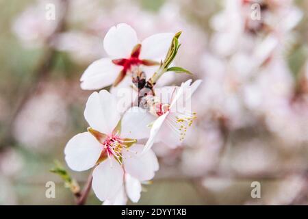 Blühende Kirsche im Frühling. Zarte rosa Blüten Nahaufnahme mit selektivem Fokus Stockfoto