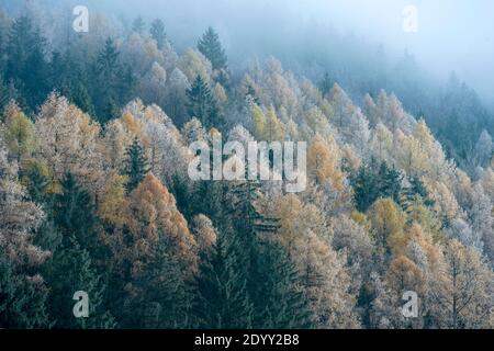 Österreich, Niederösterreich, Scheibbs, Herbstwald mit Raureif auf dem Weg zum Blassenstein Stockfoto