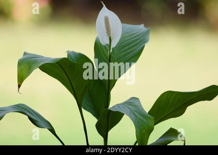 Nahaufnahme von Peacelily Blume weiß mit verschwommenem Bokeh grünen natürlichen Hintergrund. Garten im Freien Park Rasen. Frische Friedenslilie Blume mit langen grünen Leine Stockfoto