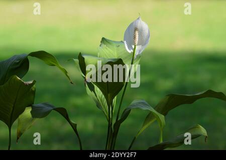 Nahaufnahme von Peacelily Blume weiß mit verschwommenem Bokeh grünen natürlichen Hintergrund. Garten im Freien Park Rasen. Frische Friedenslilie Blume mit langen grünen Leine Stockfoto