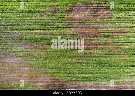 Beschädigte Weizenkulturen aufgrund von Wetterbedingungen. Stockfoto