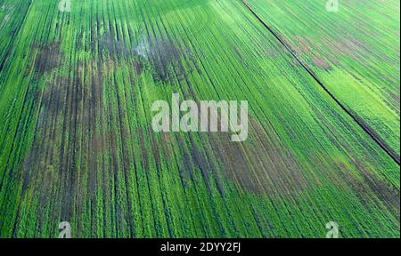 Beschädigte Weizenkulturen aufgrund von Wetterbedingungen. Stockfoto