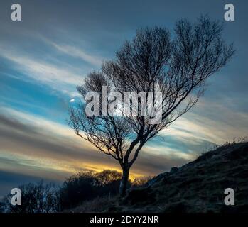 Baum und Wolken am Loch Tuath, Isle of Mull, Schottland Stockfoto