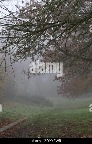 Misty Winters Day 2020 saisonales wildes Laub und Bäume, die absterben, zeigen die wahre Schönheit des Endes einer Pflanzenblüte vor der Regeneration. Stockfoto