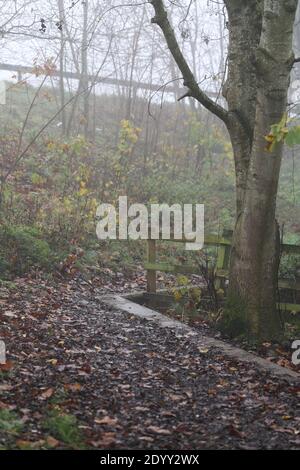 Misty Winters Day 2020 saisonales wildes Laub und Bäume, die absterben, zeigen die wahre Schönheit des Endes einer Pflanzenblüte vor der Regeneration. Stockfoto