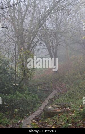 Misty Winters Day 2020 saisonales wildes Laub und Bäume, die absterben, zeigen die wahre Schönheit des Endes einer Pflanzenblüte vor der Regeneration. Stockfoto