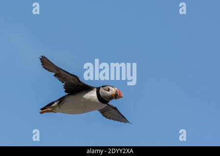 Puffin Fratercula Arctica, Fliegen, Shiant Isles, Schottland Stockfoto