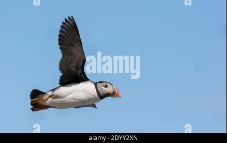 Puffin Fratercula Arctica, Fliegen, Shiant Isles, Schottland Stockfoto