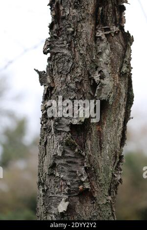 Vielfalt der verschiedenen Baumarten, viel variantenreiche Textur aus Baumstamm, Rinde und Blättern. Aug.-Nov 2020 Stockfoto