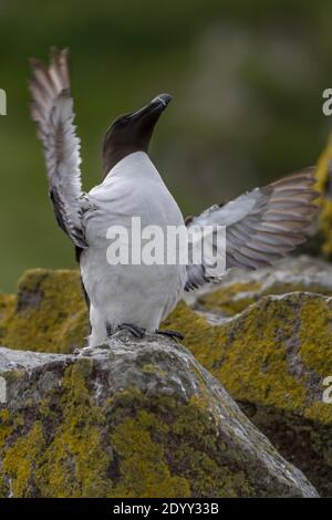 Razorbill Alca torda auf flatternden Felsflügeln, Shiant Isles, Schottland Stockfoto