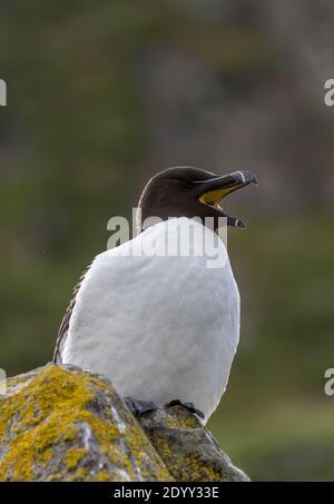 Razorbill Alca torda auf Rock Calling, Shiant Isles, Schottland Stockfoto