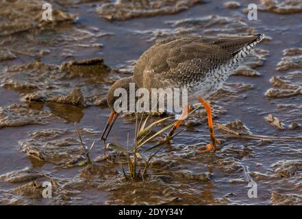 Füttern von Rotschenkel im RSPB Titchwell Marsh Nature Reserve, Norfolk, England Stockfoto