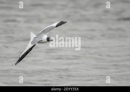 Sabines Möwenflug, Delaware Bay, USA Stockfoto