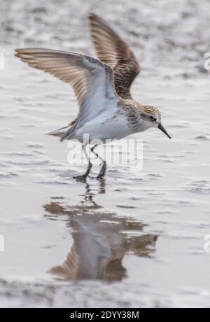 Semipalmated Sandpiper with Reflection, Delaware Bay, USA Stockfoto