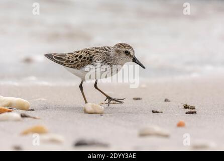 Semipalmated Sandpiper Walking am Strand, Delaware Bay, USA Stockfoto