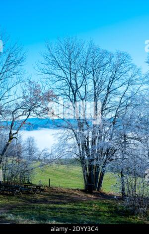 Österreich, Niederösterreich, Scheibbs, Bäume mit Raureif am Blassenstein Stockfoto