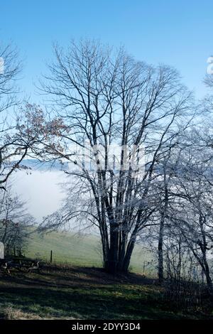 Österreich, Niederösterreich, Scheibbs, Bäume mit Raureif am Blassenstein Stockfoto