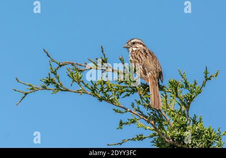 Song Sparrow in Tree, Delaware, USA Stockfoto