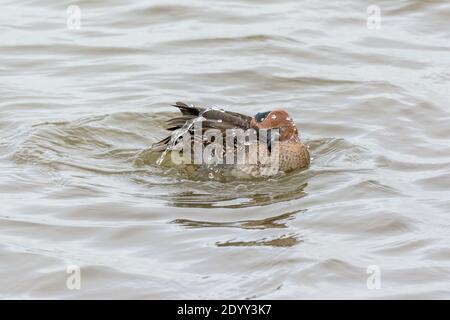 Männliche Teale im Eklipsengefieder, RSPB Titchwell Marsh Nature Reserve, Norfolk, England Stockfoto