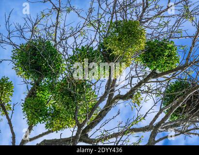 Die Bündel der Mistelpflanzen viscum das Album auf dem Baum, in der natürlichen Umgebung. Stockfoto