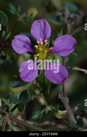 Blume des Mantels der Jungfrau Fagonien cretica. Arrecife. Lanzarote. Kanarische Inseln. Spanien. Stockfoto