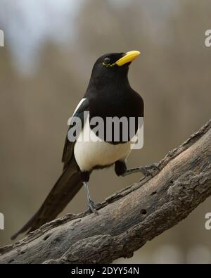 Gelbschnabel-Magpie (Pica nuttalli), Sacramento County California Stockfoto