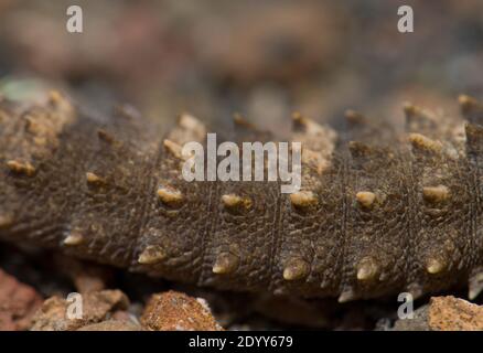 Der Schwanz des Ostkanarischen Geckos Tarentola angustimentalis. Arrecife. Lanzarote. Kanarische Inseln. Spanien. Stockfoto