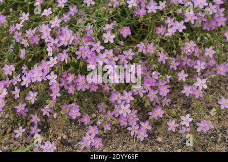 Virgin's Mantle Fagonia cretica in Blume. San Bartolome. Lanzarote. Kanarische Inseln. Spanien. Stockfoto