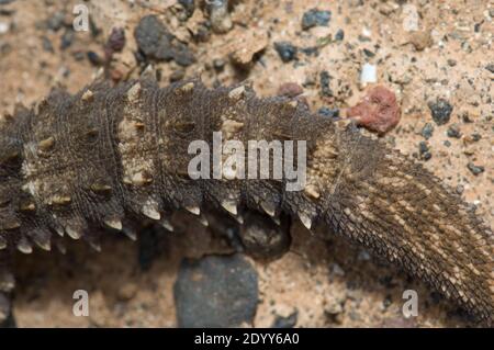 Der Schwanz des Ostkanarischen Geckos Tarentola angustimentalis. Arrecife. Lanzarote. Kanarische Inseln. Spanien. Stockfoto