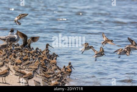 Küstenvögel am Strand, Delaware Bay, Delaware, USA Stockfoto