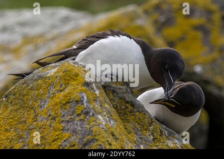 Razorbills Alca torda auf Rock Preening, Shiant Isles, Schottland Stockfoto