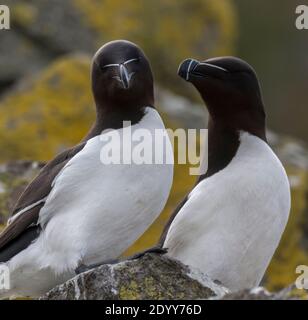 Razorbills Alca torda auf Felsen, Shiant Isles, Schottland Stockfoto