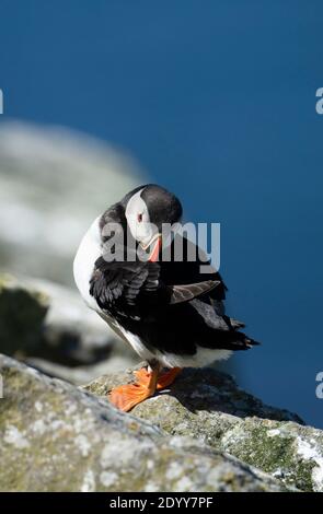 Puffin Fratercula arctica, Preening, Shiant Isles, Schottland Stockfoto