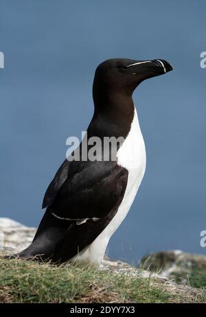 Razorbill Alca torda, auf Felsen sitzend, Shiant Isles, Schottland Stockfoto