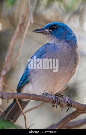 Mexikanischer Jay, Aphelocoma wollweberi, Nahrungssuche im Wald des Chiricahua National Monument, Arizona, USA Stockfoto