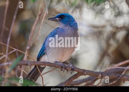 Mexikanischer Jay, Aphelocoma wollweberi, Nahrungssuche im Wald des Chiricahua National Monument, Arizona, USA Stockfoto