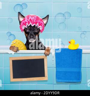 prag Ratter Hund unter der Dusche mit Kappe, in der Badewanne, Waschen und Reinigen mit Schwamm Stockfoto