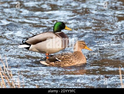 Drake und Hen Mallard Ducks auf dem Fluss Almond, West Lothian. Stockfoto