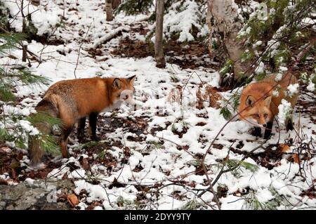 Rotfuchs Paar Nahaufnahme Profil Ansicht in der Wintersaison in seiner Umgebung und Lebensraum mit Baum und Schnee Hintergrund zeigt buschigen Fuchsschwanz, Fell. Stockfoto