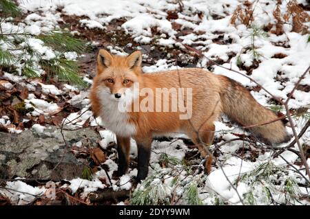 Red fox close-up profile view in the winter season in its environment and habitat with snow background displaying bushy fox tail, fur. Fox Image. Pict Stock Photo