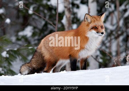 Rotfuchs Nahaufnahme Profil Ansicht in der Wintersaison in seiner Umgebung und Lebensraum mit Weichholz Hintergrund zeigt buschigen Fuchsschwanz, Fell. Fox-Bild. Stockfoto