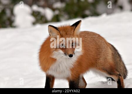 Rotfuchs Blick auf die Kamera in der Wintersaison in seiner Umgebung und Lebensraum mit Baum Hintergrund zeigt buschigen Fuchsschwanz, Fell. Fox-Bild. Bild. Stockfoto