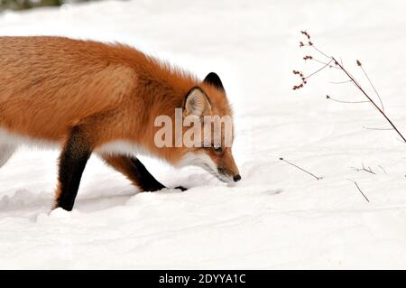 Rotfuchs Nahaufnahme Profilansicht in der Wintersaison Nahrungssuche in seiner Umgebung und Lebensraum. Fox-Bild. Bild. Hochformat. Fox Stockfoto. Kopfschuss. Stockfoto