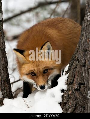 Rotfuchs Nahaufnahme Profil Ansicht in der Wintersaison in seiner Umgebung und Lebensraum mit Schnee Hintergrund zeigt Fuchspelz. Fox-Bild. Bild. Stockfoto